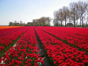 Bollenveld Bollenveld